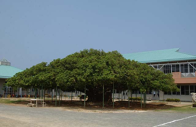 国頭小学校のガジュマル